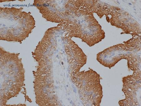 Bio-Rad 7820-0154 image 1