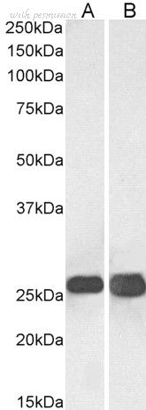 Bio-Rad AHP1124 image 1