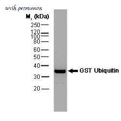 Bio-Rad MCA1352B image 1
