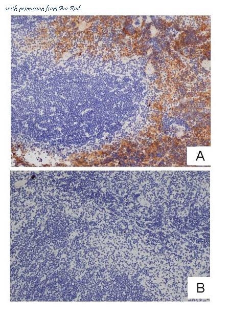 Bio-Rad HCA154 image 1