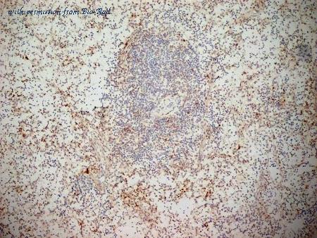 Bio-Rad MCA2405 image 1