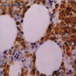 Bio-Rad MCA1757 image 1