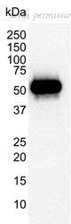Bio-Rad MCA1701B image 1