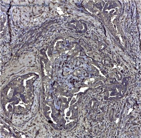 Bio-Rad MCA1730 image 1