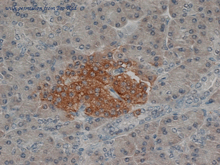 Bio-Rad MCA1307 image 1