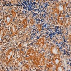 Bio-Rad MCA1571 image 1