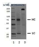 Bio-Rad HCA190 image 1