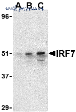 Bio-Rad AHP1180 image 1