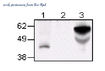 Bio-Rad MCA2568A647 image 1