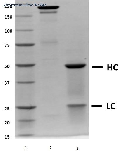 Bio-Rad HCA246 image 1