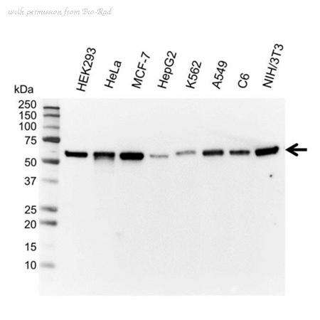 Bio-Rad VMA00008 image 1