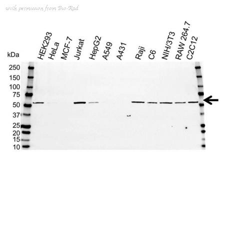 Bio-Rad VMA00026 image 1