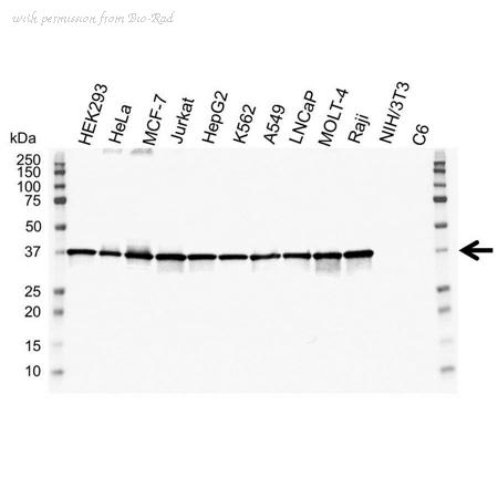 Bio-Rad VMA00046 image 1