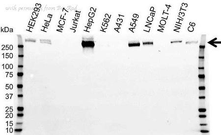 Bio-Rad VPA00045 image 1