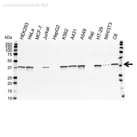Bio-Rad VPA00078 image 1