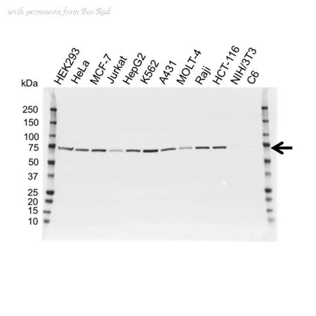 Bio-Rad VPA00119 image 1