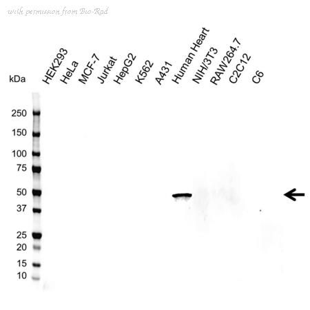 Bio-Rad VMA00101 image 1