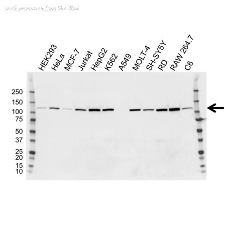 Bio-Rad VMA00174 image 1