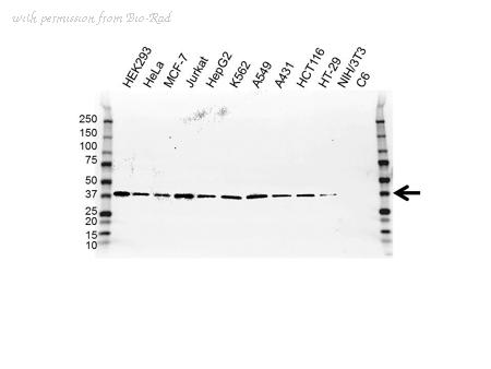 Bio-Rad VMA00193 image 1
