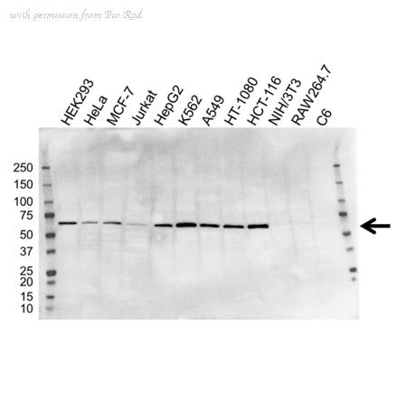 Bio-Rad VMA00197 image 1