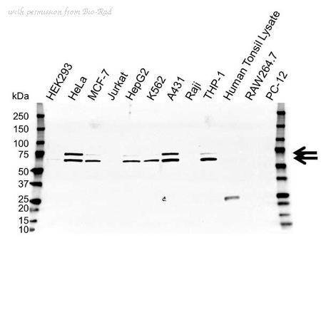 Bio-Rad VMA00200 image 1