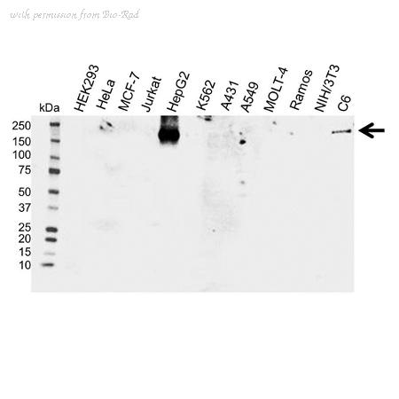Bio-Rad VPA00200 image 1