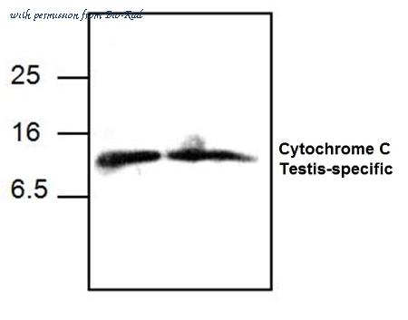 Bio-Rad AHP2302 image 1