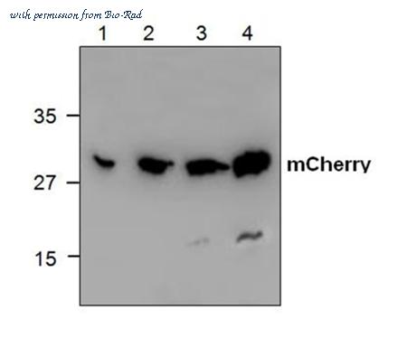 Bio-Rad AHP2326 image 1