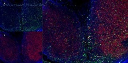 Bio-Rad MCA74A700 image 1