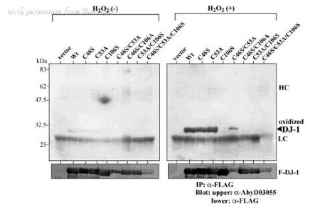 Bio-Rad HCA024 image 1