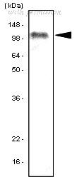 Bio-Rad MCA2702GA image 1