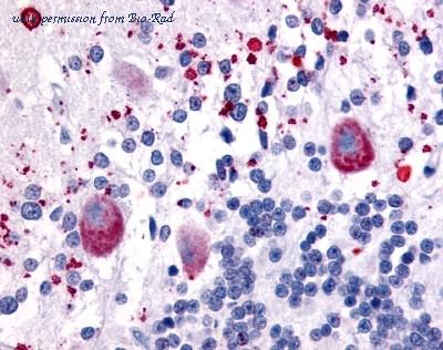 Bio-Rad AHP1343 image 1