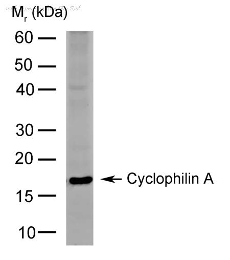 Bio-Rad HCA005 image 1