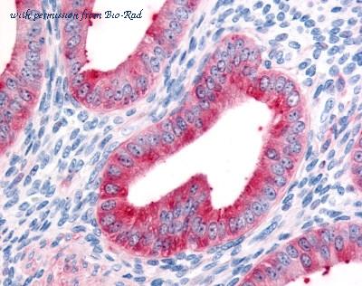 Bio-Rad AHP1322 image 1