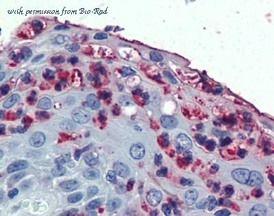 Bio-Rad AHP1226 image 1
