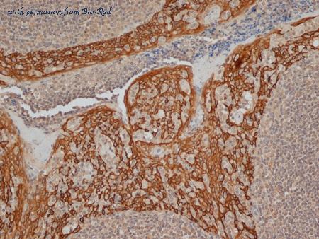 Bio-Rad MCA890T image 1
