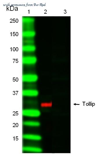 Bio-Rad MCA6034 image 1