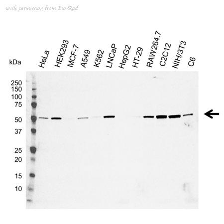 Bio-Rad VMA00065 image 1