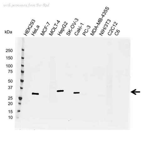 Bio-Rad VMA00078 image 1