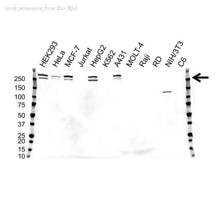 Bio-Rad VMA00095 image 1