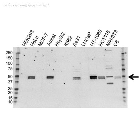 Bio-Rad VMA00121 image 1