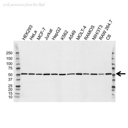 Bio-Rad VMA00171 image 1