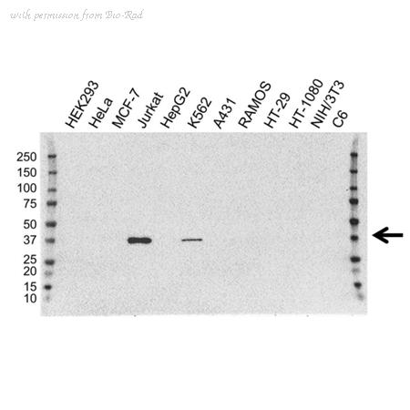 Bio-Rad VMA00178 image 1