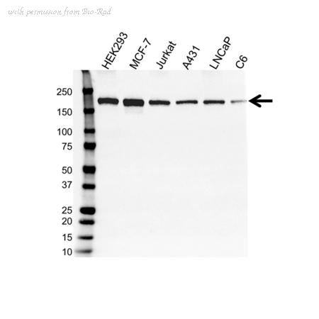 Bio-Rad VMA00243 image 1