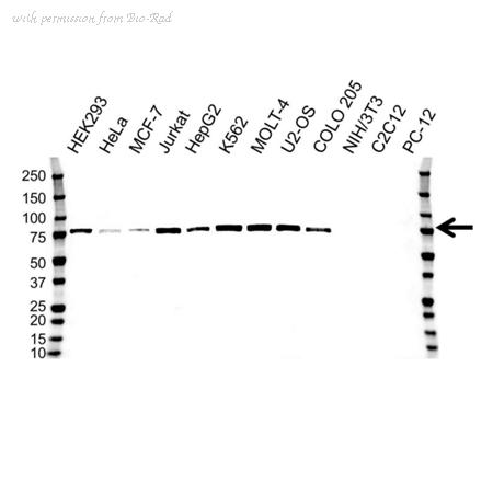 Bio-Rad VMA00260 image 1