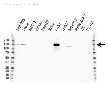 Bio-Rad VMA00266 image 1