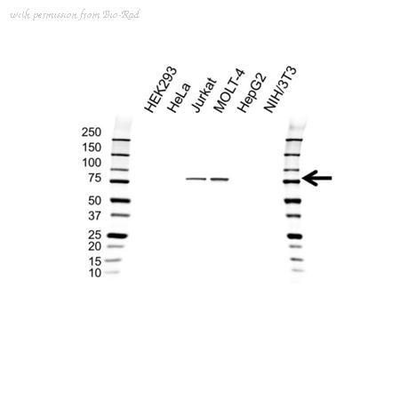 Bio-Rad VMA00310 image 1