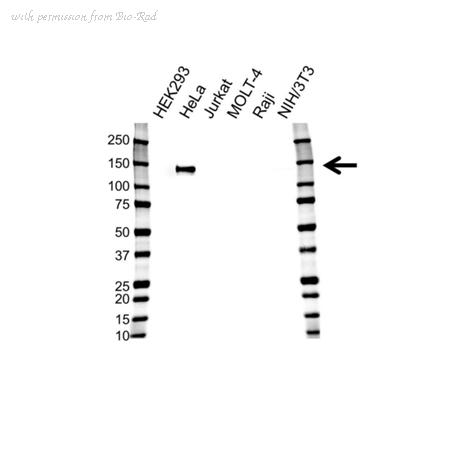 Bio-Rad VMA00320 image 1