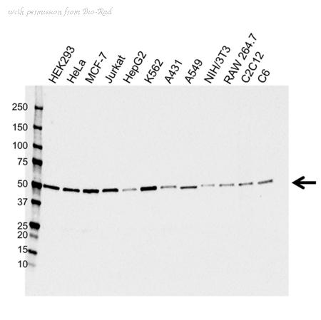 Bio-Rad VMA00339 image 1