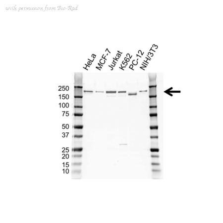 Bio-Rad VPA00228 image 1